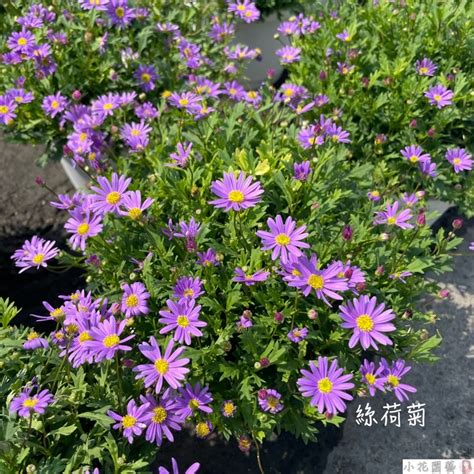 絲河菊|葛斯怎麼種